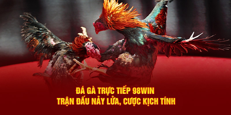 Đá gà trực tiếp 98Win trận đấu nảy lửa, cược kịch tính